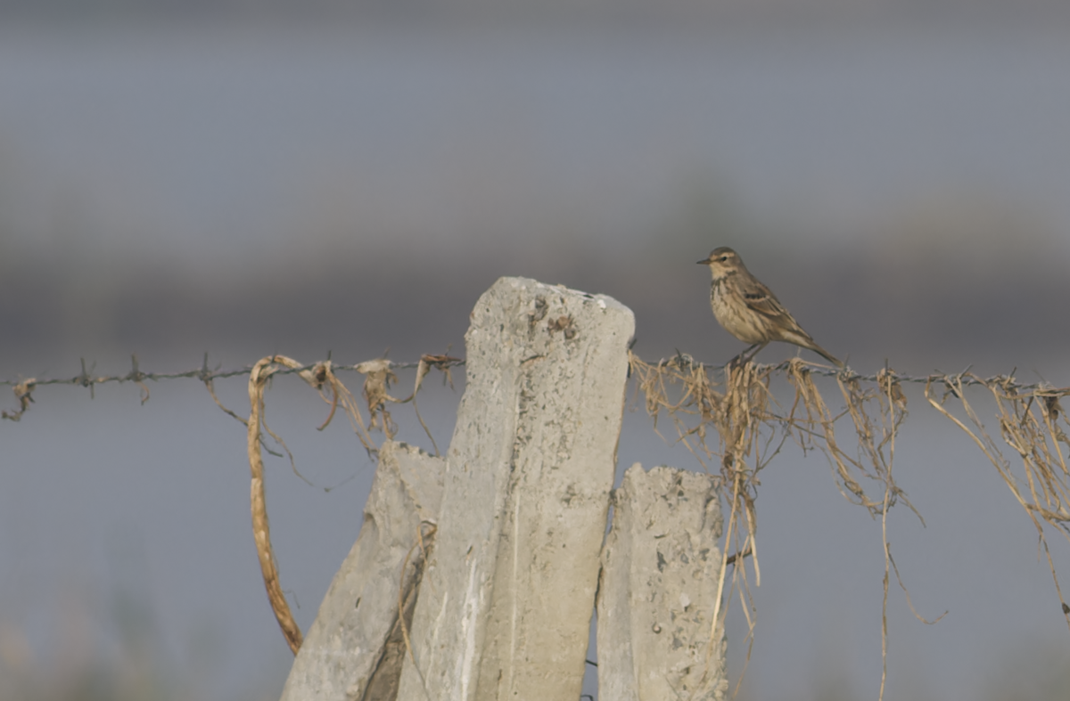 Water Pipit - ML646099561