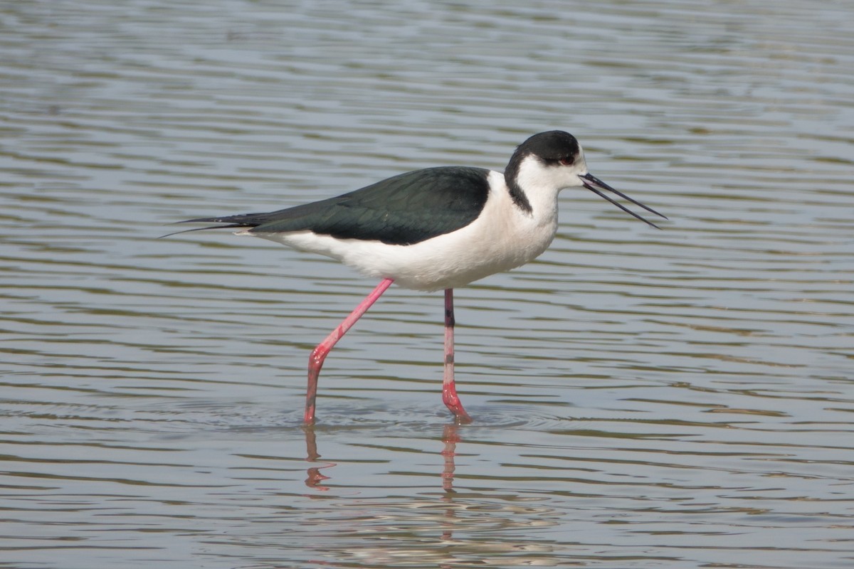 高蹺鴴 - ML646099562