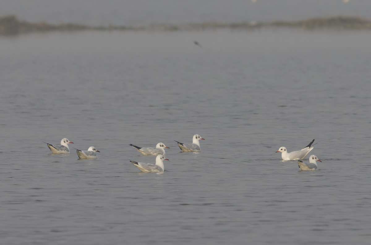 Black-headed Gull - ML646099563