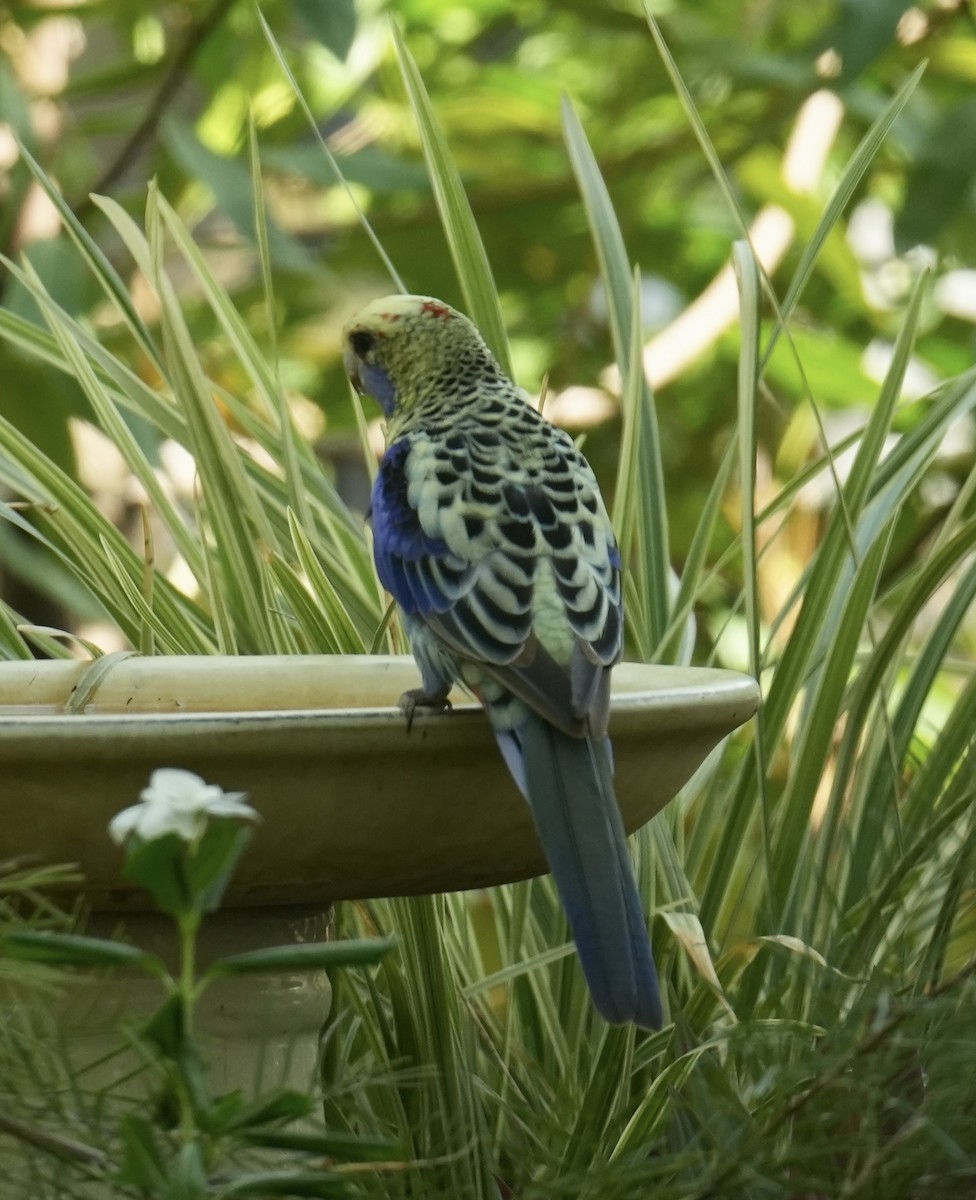 Pale-headed Rosella - ML646099564