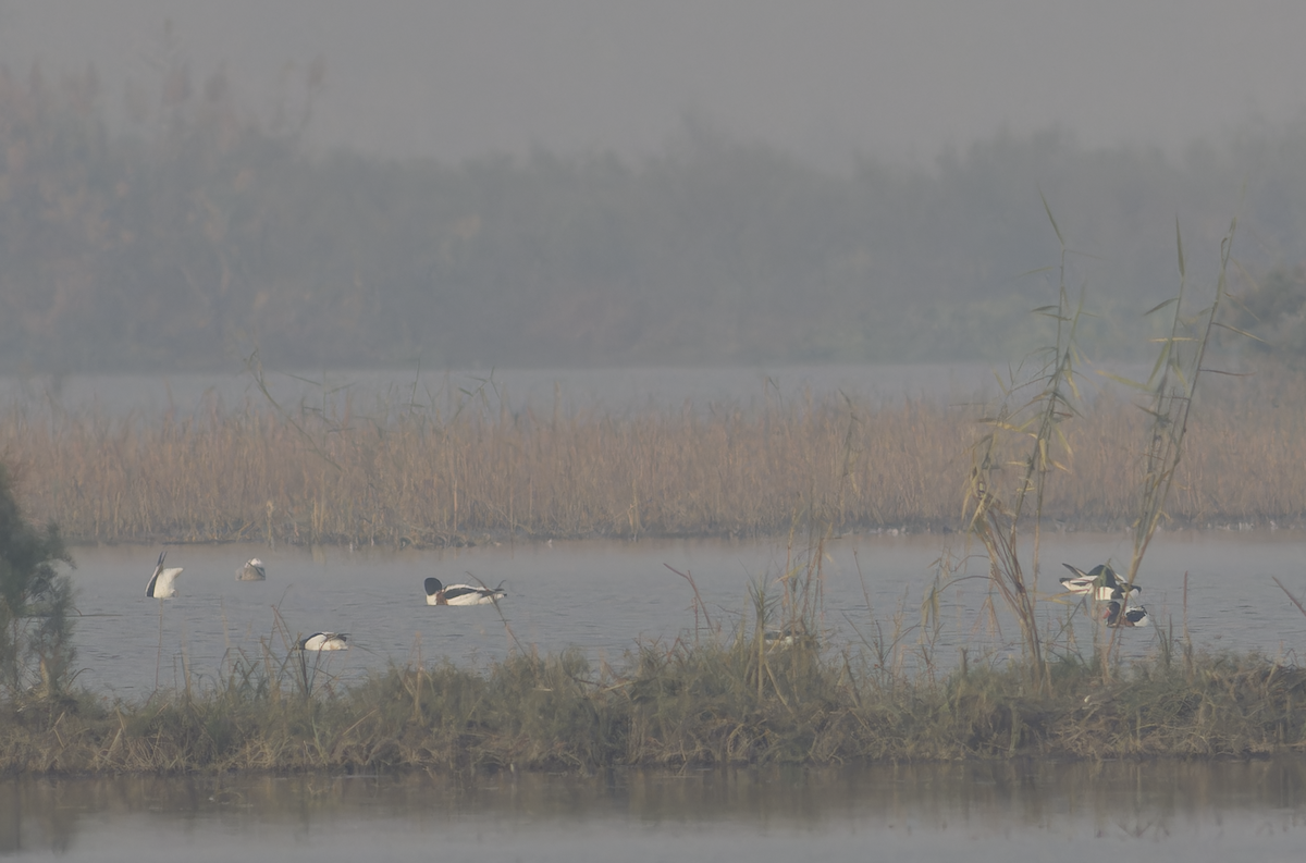 Common Shelduck - ML646099565