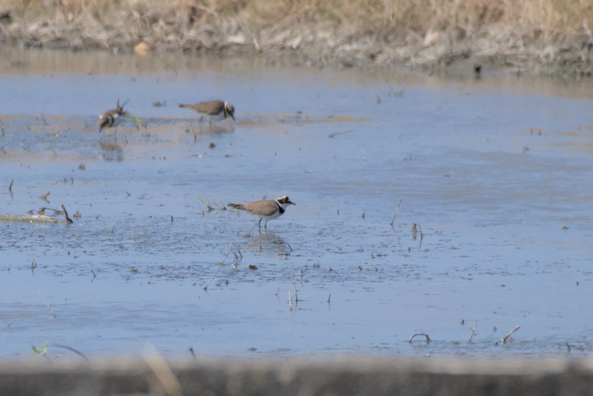 Little Ringed Plover - ML646099568
