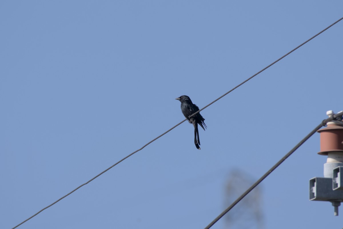 Black Drongo - ML646099570