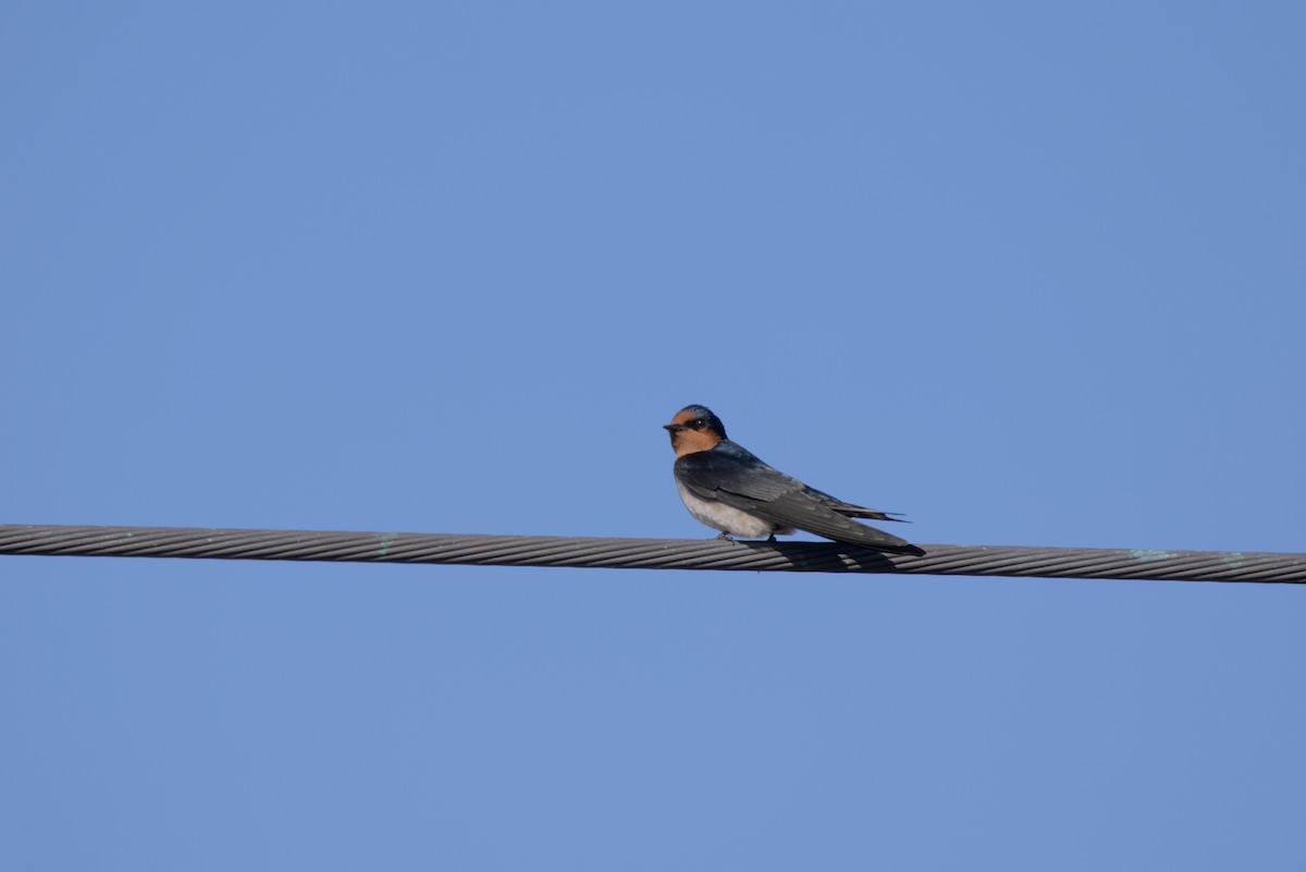 Pacific Swallow - ML646099571