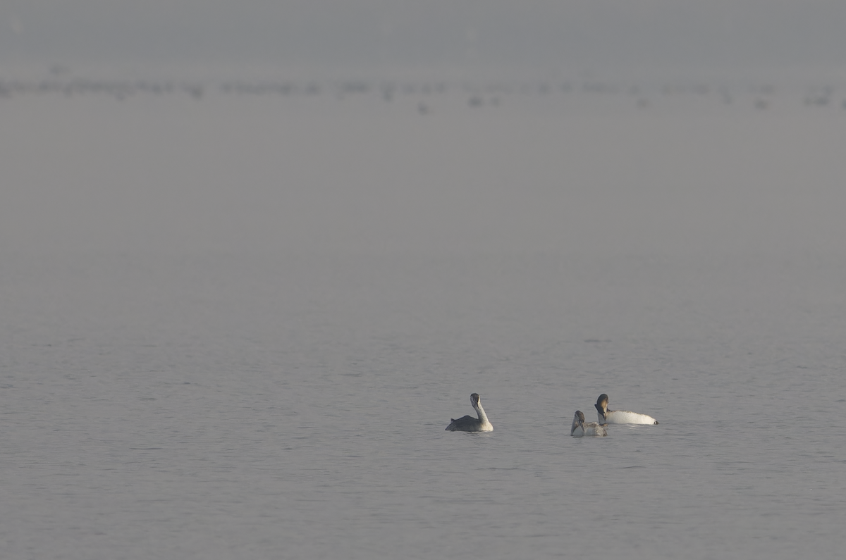 Great Crested Grebe - ML646099573