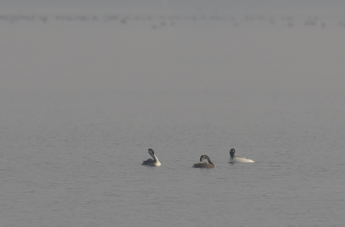 Great Crested Grebe - ML646099574