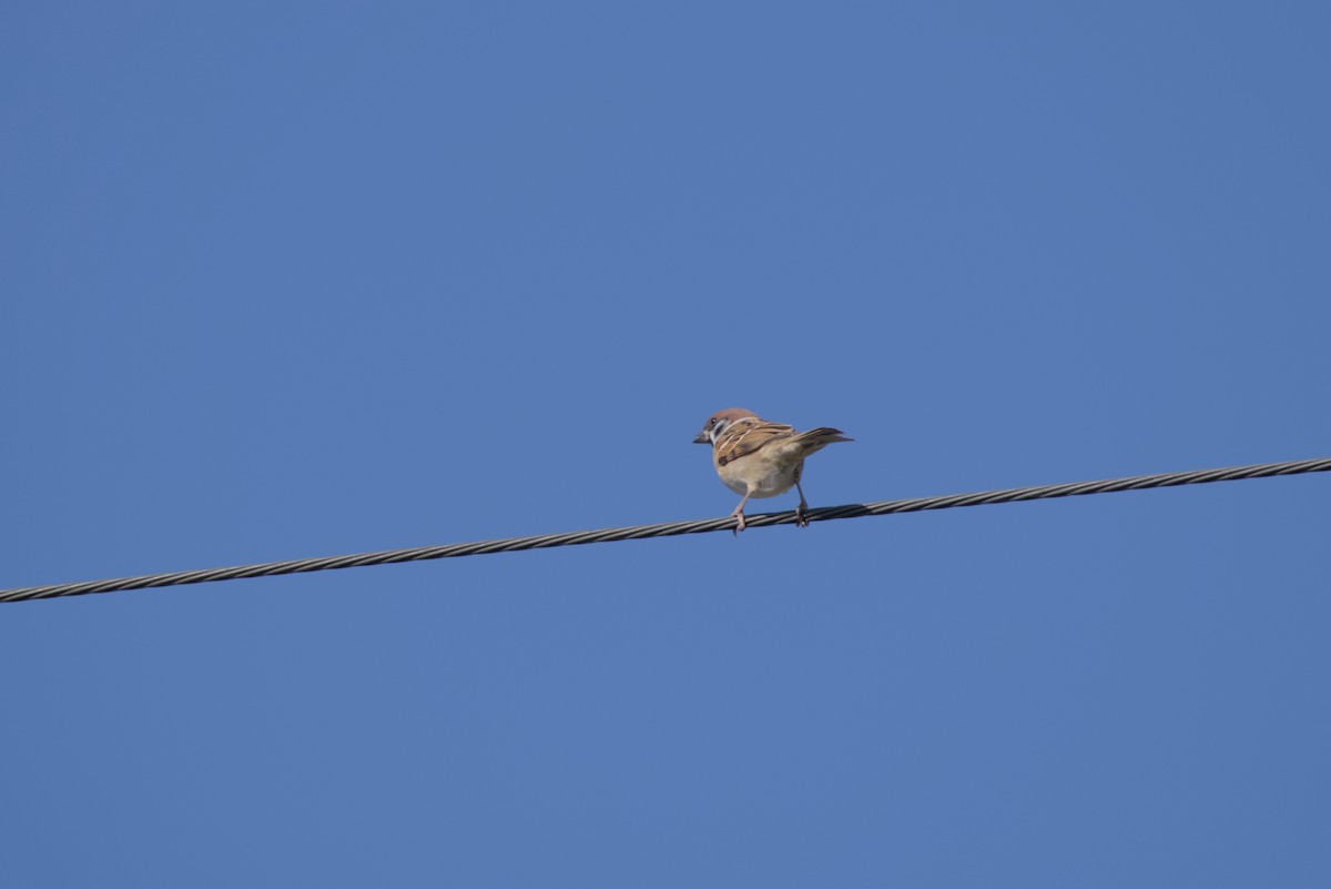 Eurasian Tree Sparrow - ML646099581