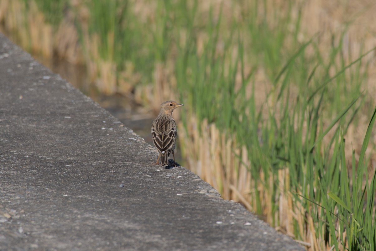 Red-throated Pipit - ML646099582