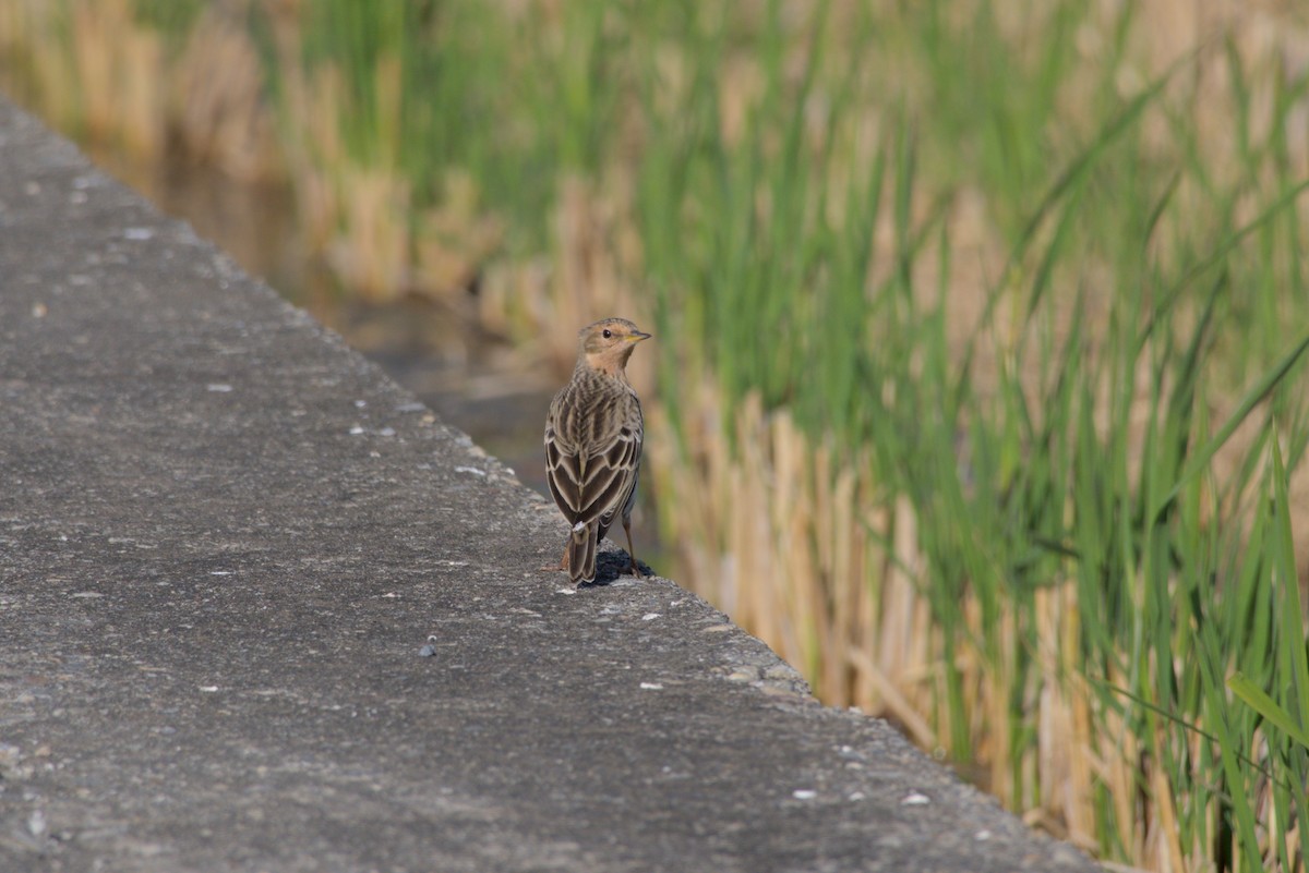 Red-throated Pipit - ML646099583