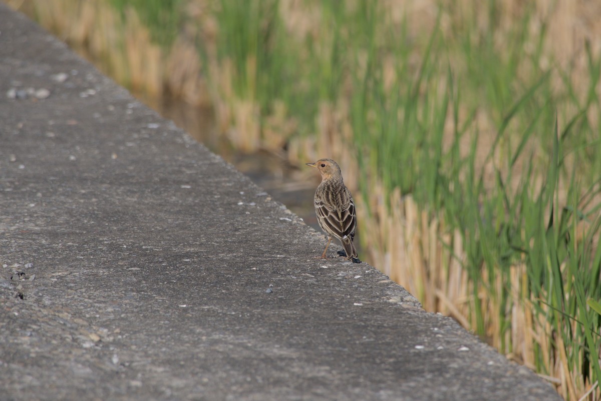 Red-throated Pipit - ML646099584