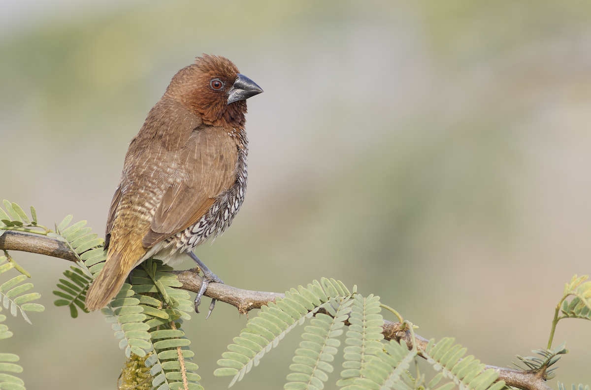 Scaly-breasted Munia - ML646099585