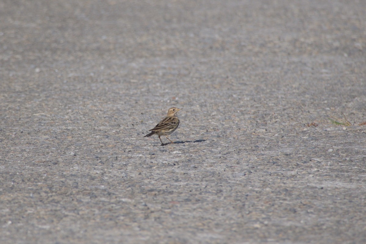 Red-throated Pipit - ML646099586