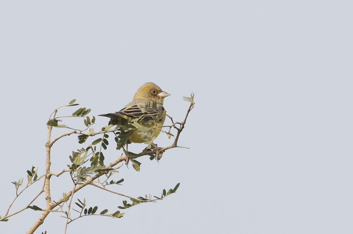 Red-headed Bunting - ML646099587