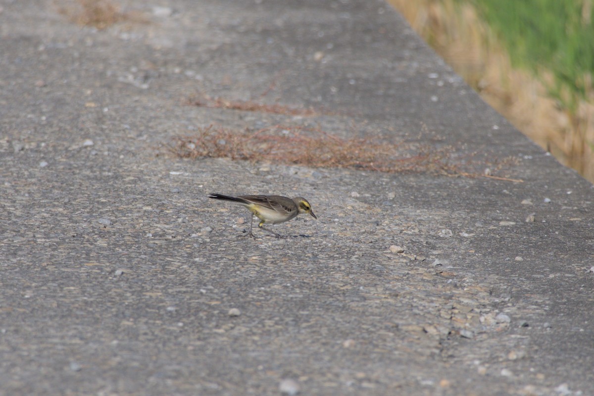 Eastern Yellow Wagtail - ML646099590