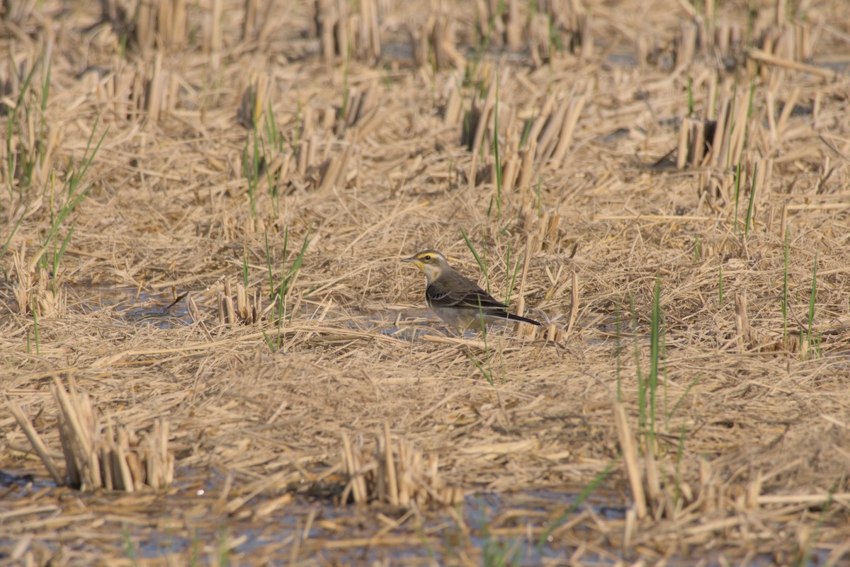 Eastern Yellow Wagtail - ML646099591