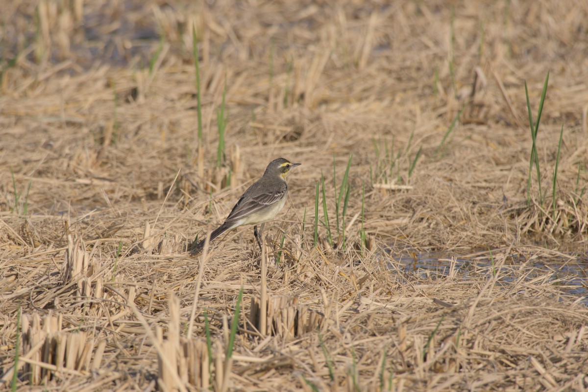 Eastern Yellow Wagtail - ML646099592