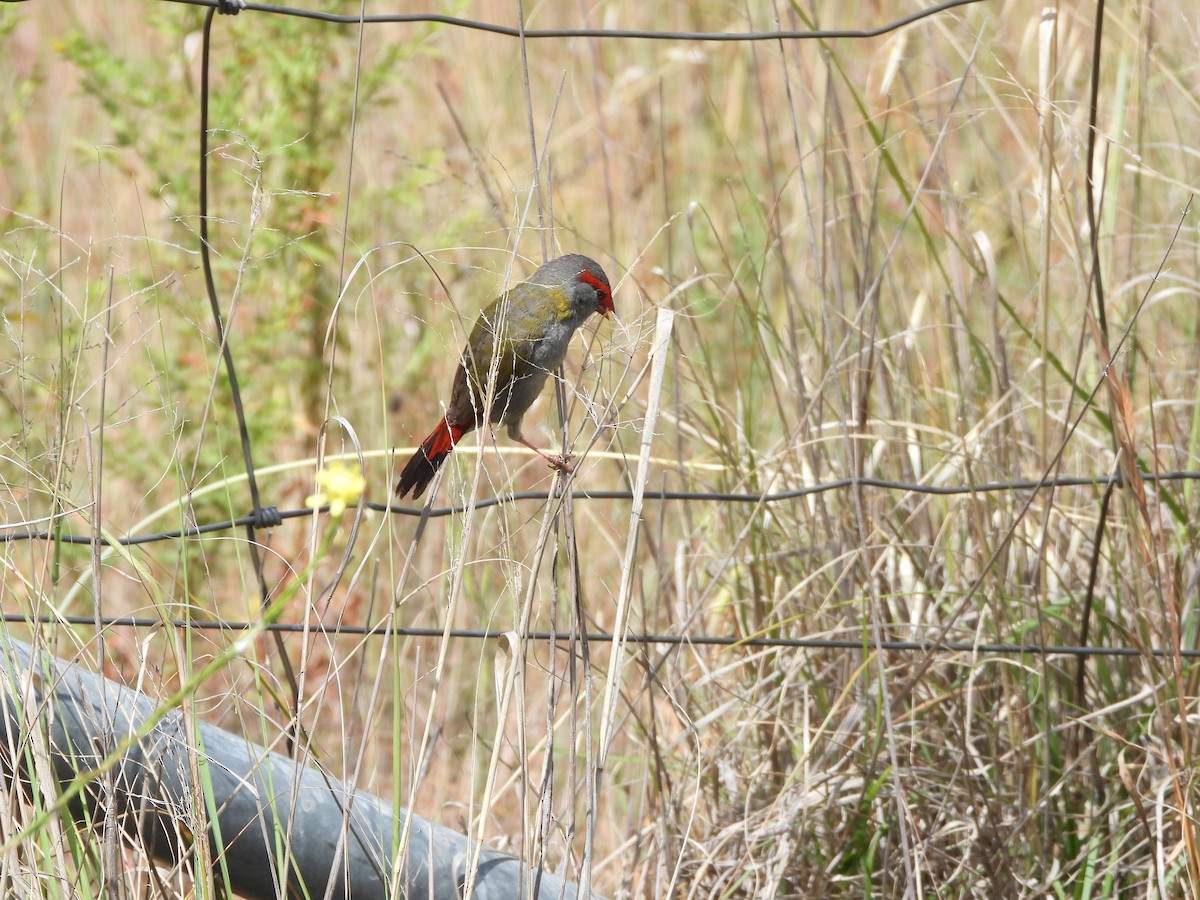 Al Kaşlı Belikınalı - ML646099593