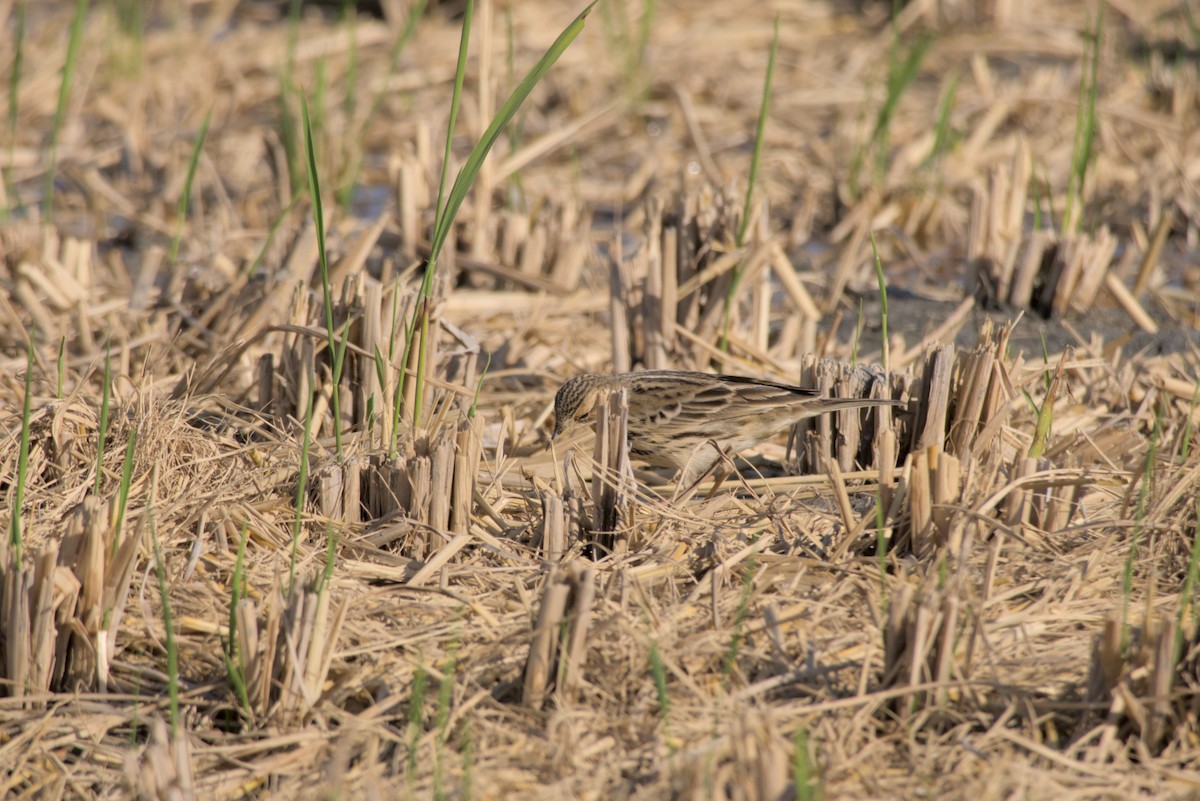 Red-throated Pipit - ML646099594