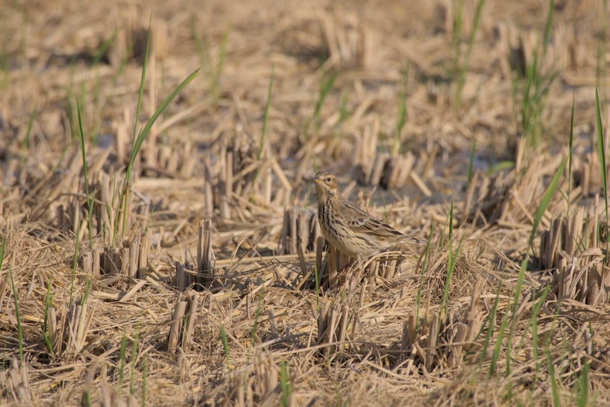 Red-throated Pipit - ML646099595
