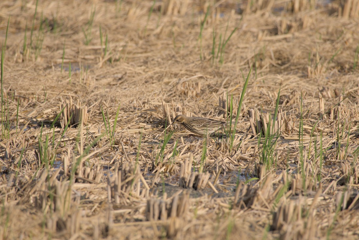Red-throated Pipit - ML646099596