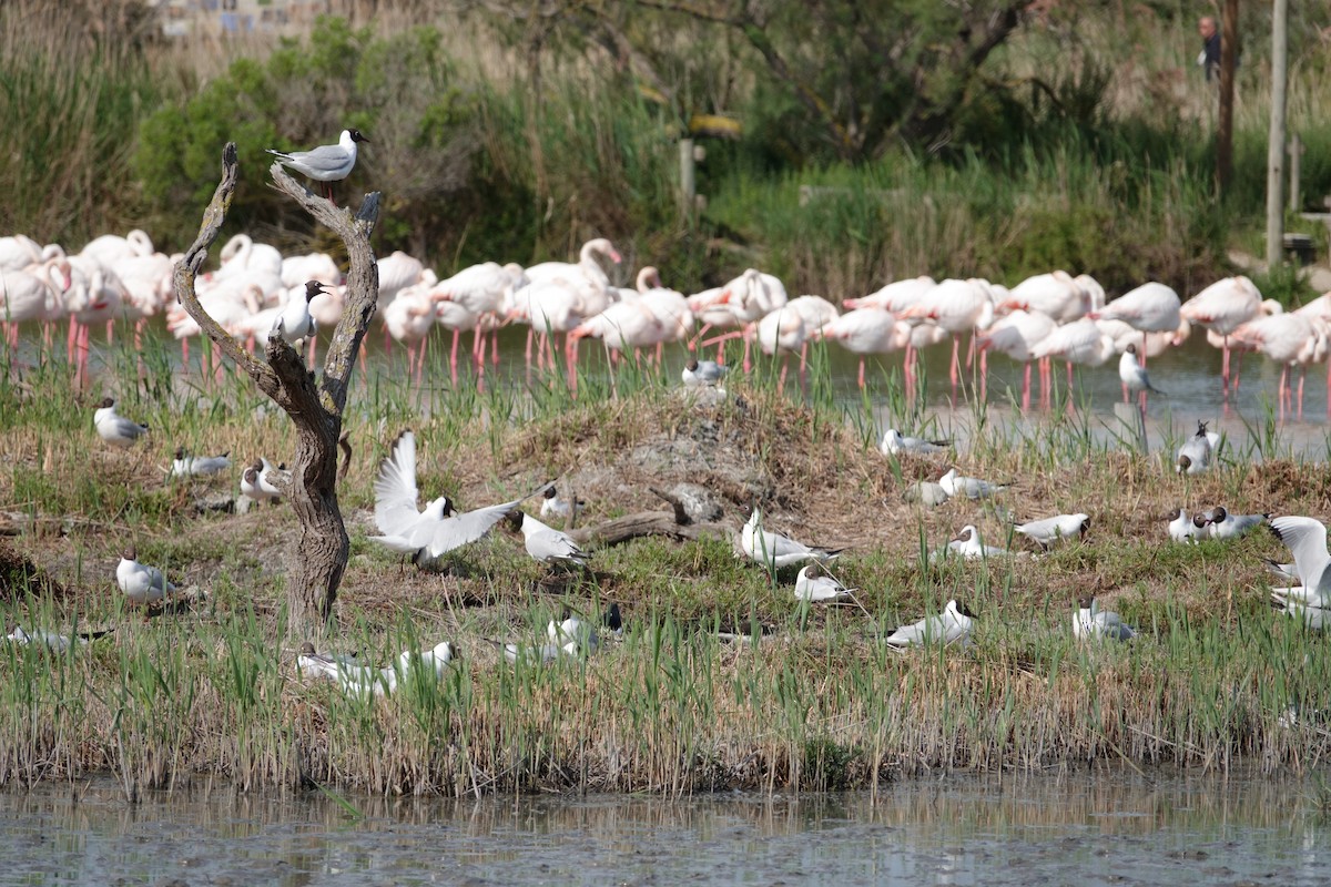 Karabaş Martı - ML646099597