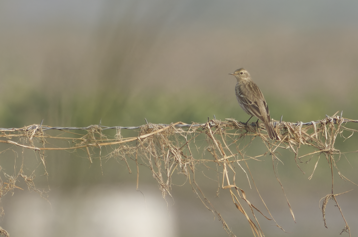 Water Pipit - ML646099598