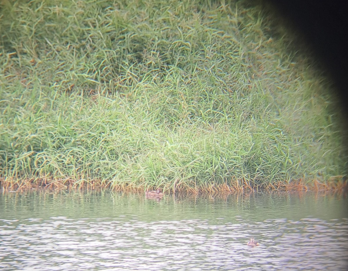 Ferruginous Duck - ML646099602