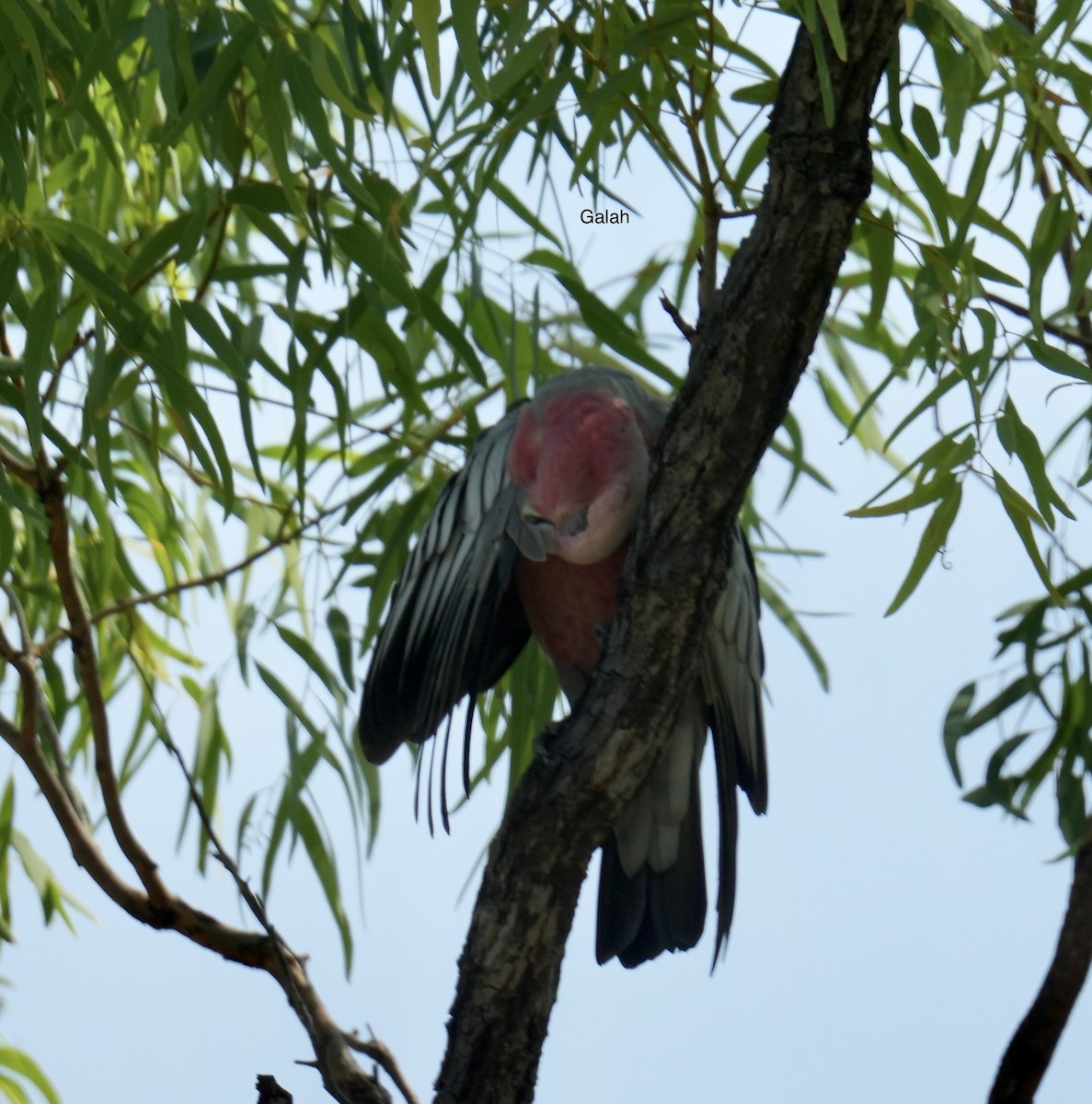 Galah - ML646099603
