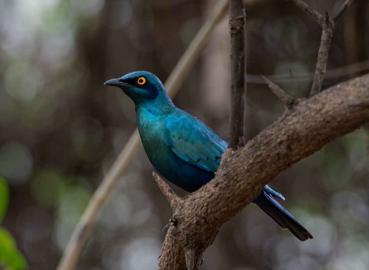 Greater Blue-eared Starling - ML646099609