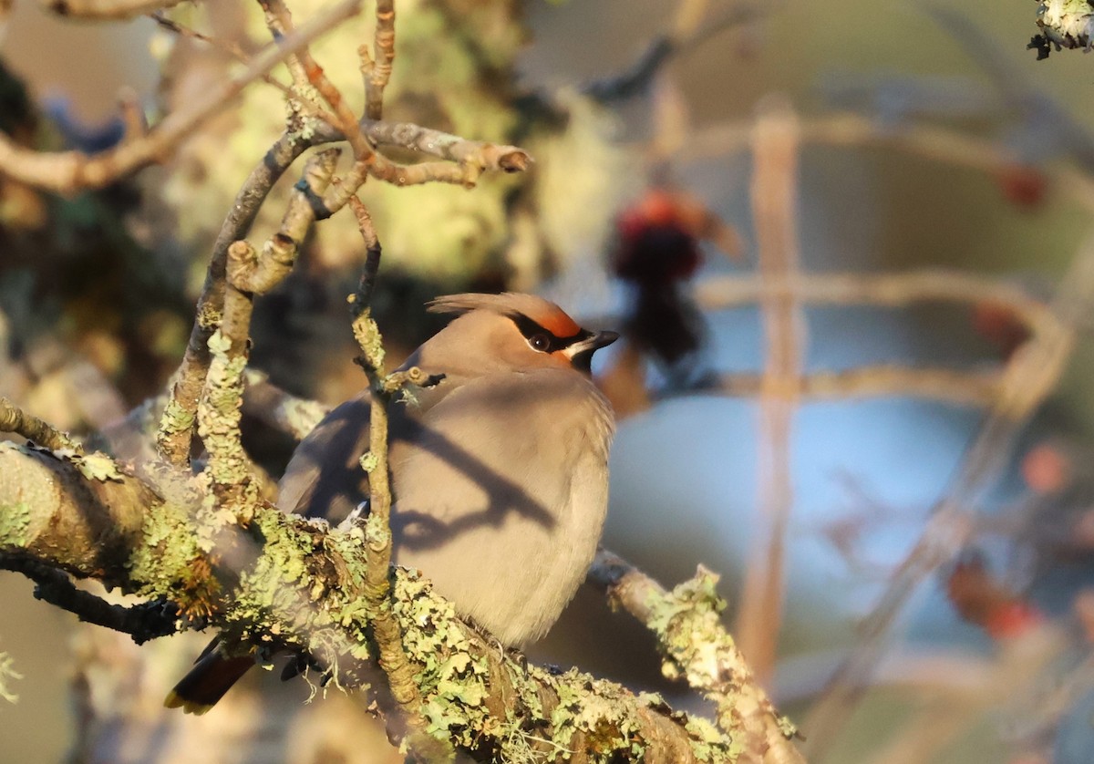 Ampelis Europeo - ML646099616