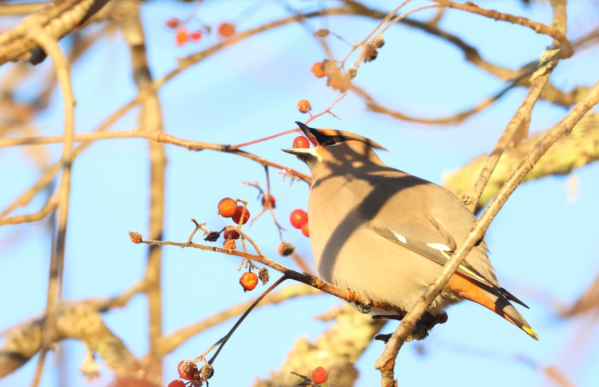 Ampelis Europeo - ML646099617