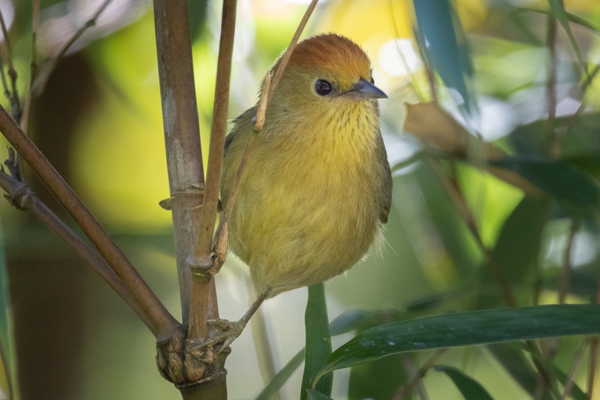 Rufous-capped Babbler - ML646099618