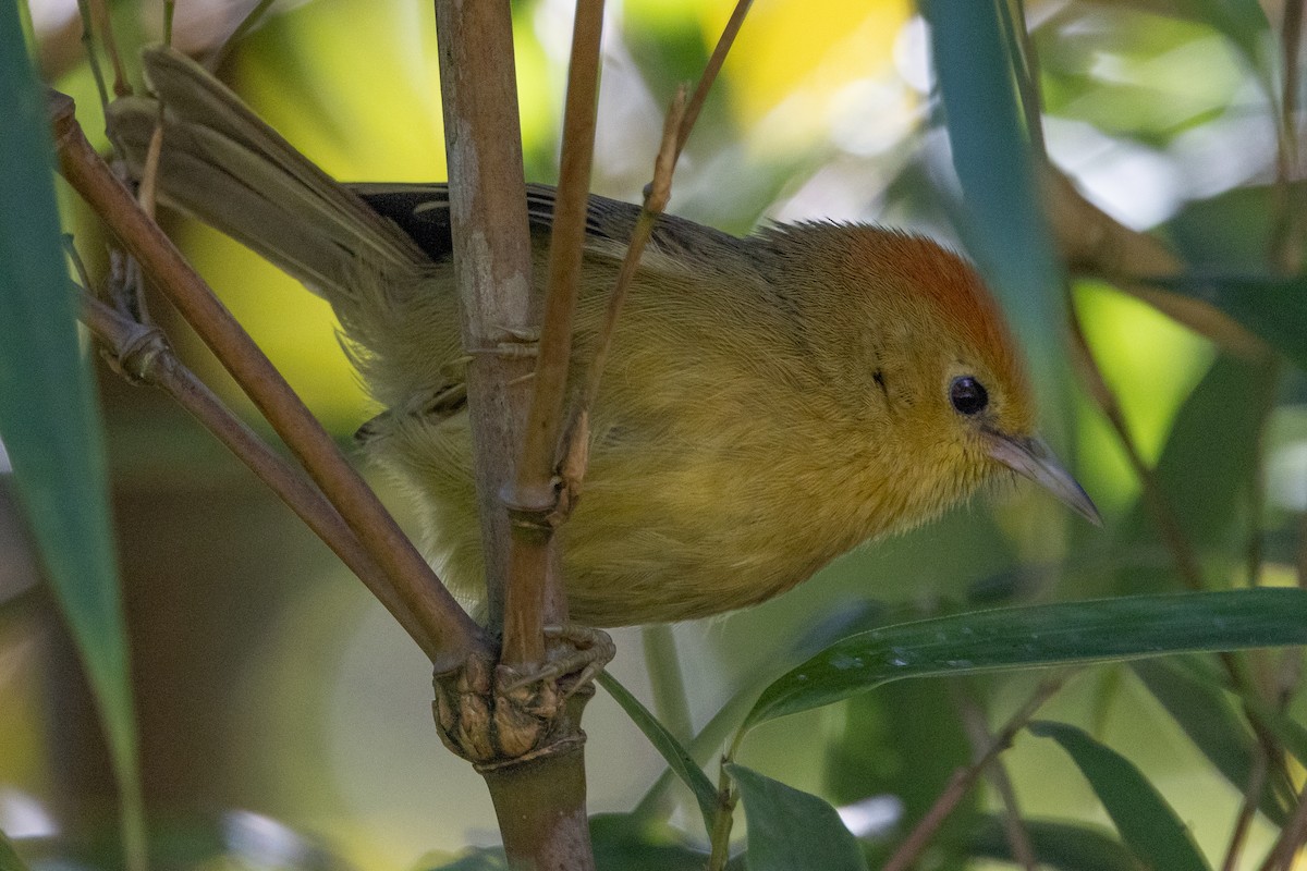 Rufous-capped Babbler - ML646099620