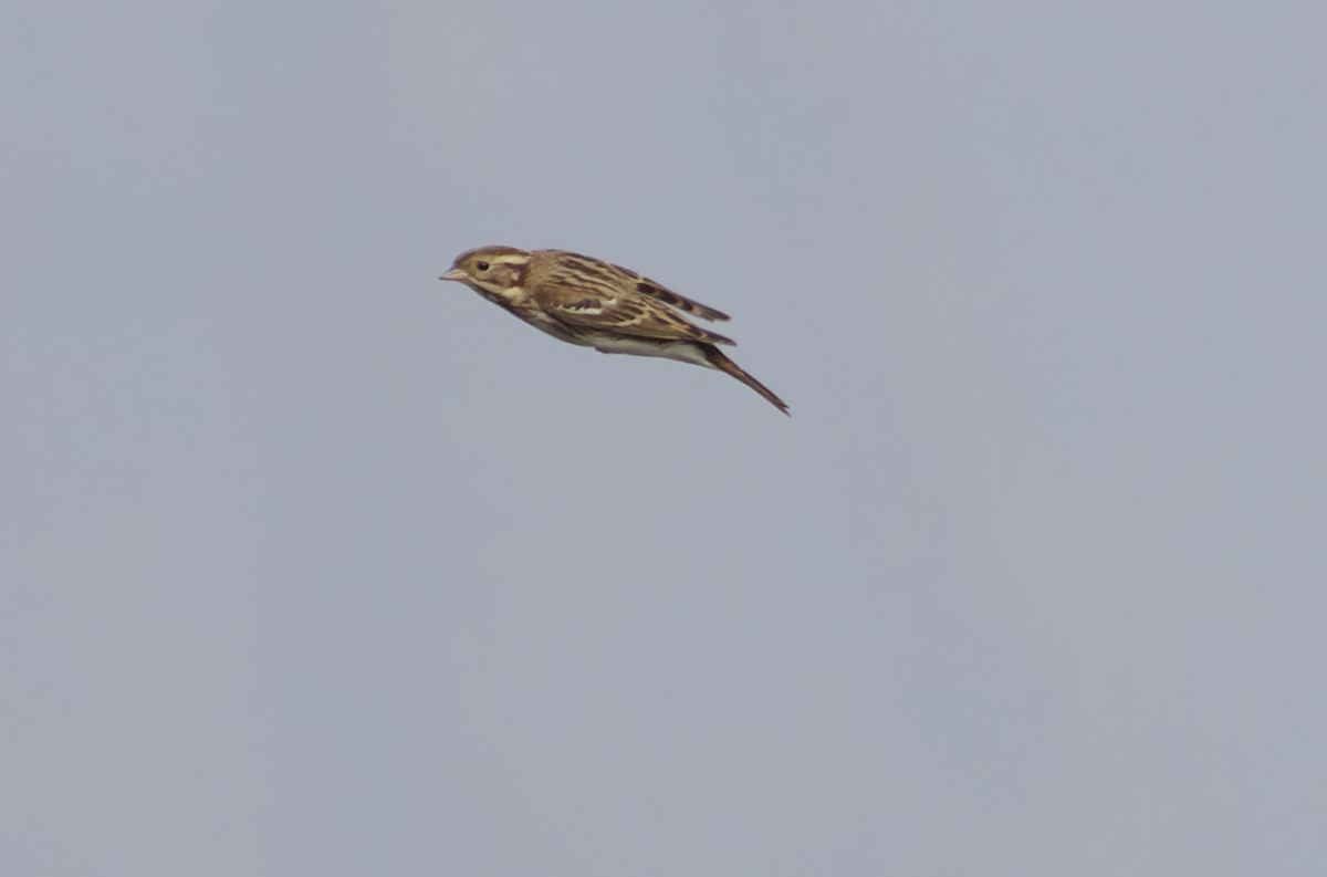Rustic Bunting - ML646099621