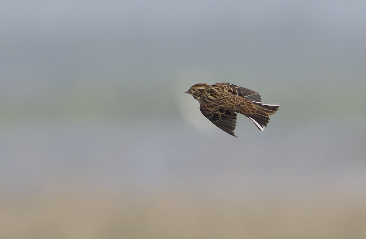 Rustic Bunting - ML646099622