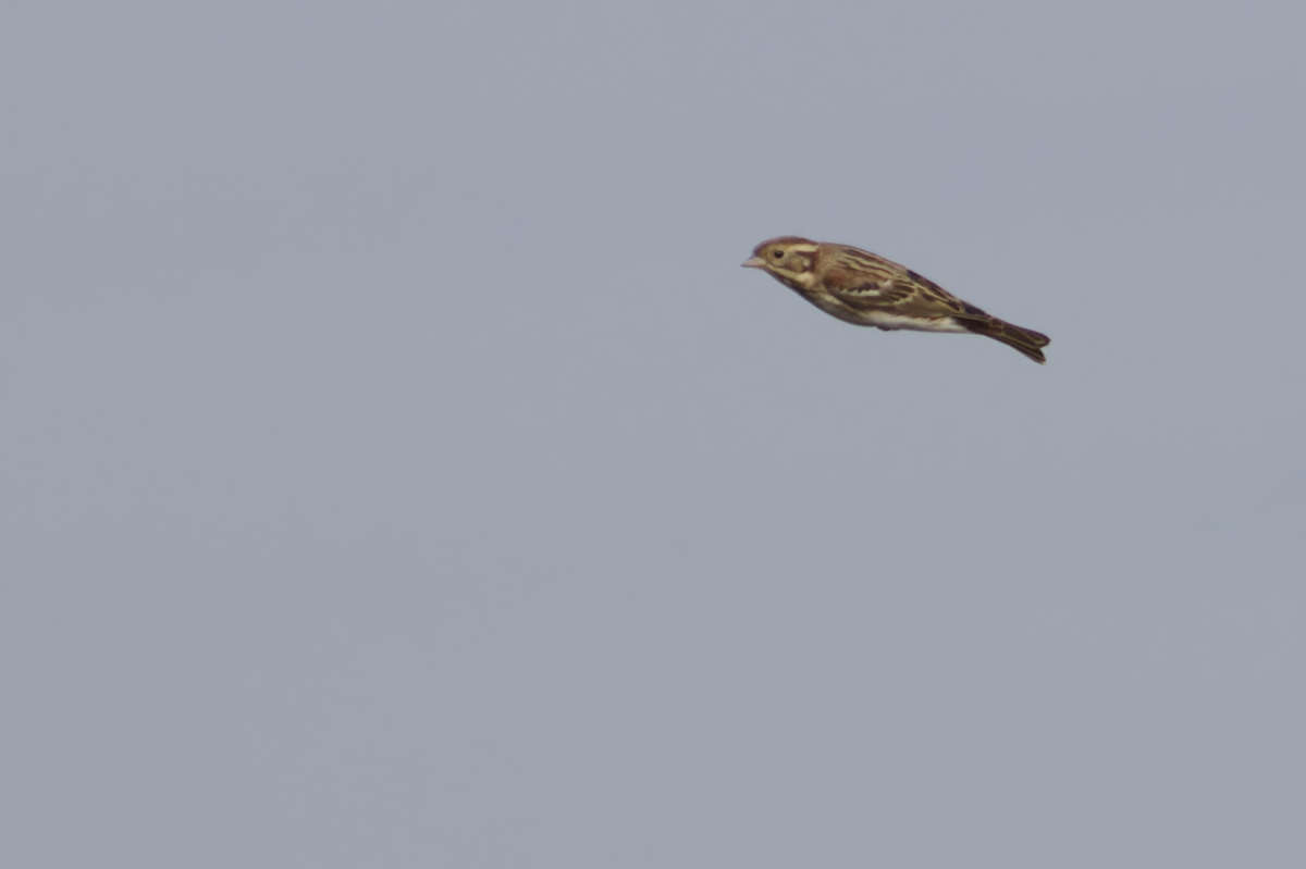 Rustic Bunting - ML646099623