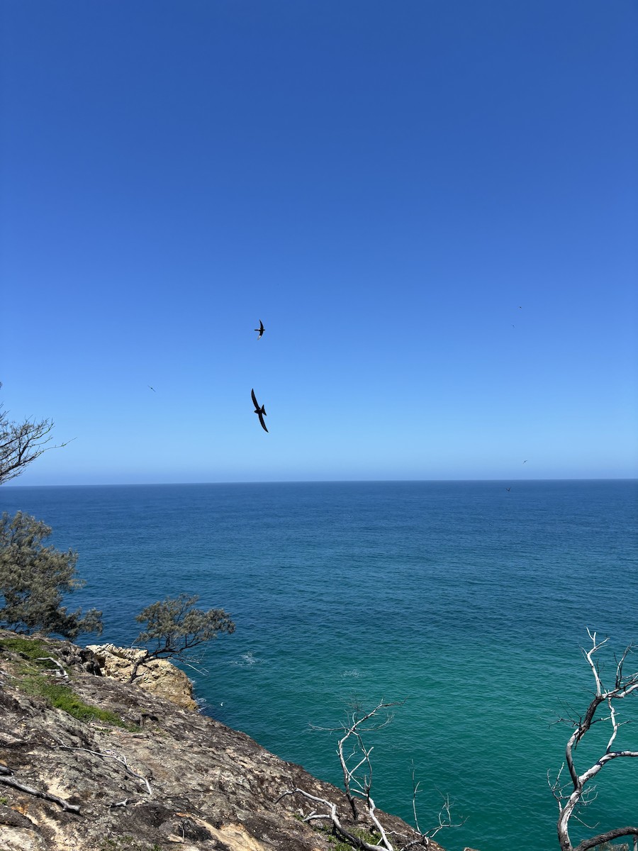 Pacific Swift - ML646099624