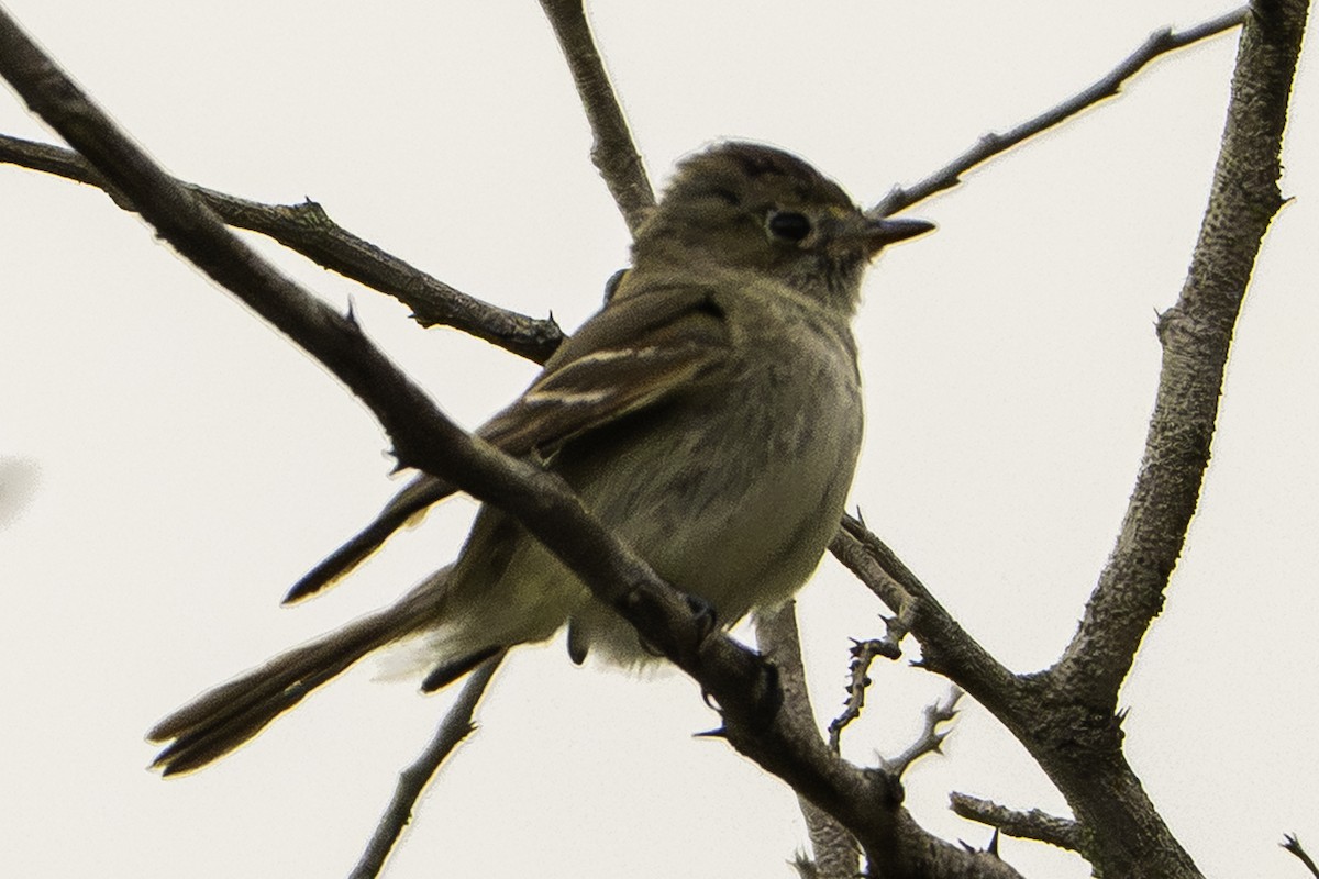 Northern Beardless-Tyrannulet - ML646099630