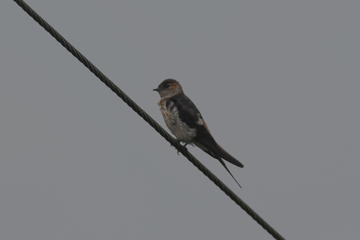 Eastern Red-rumped Swallow (Striated) - ML646099633