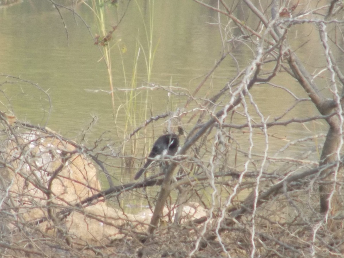 White-browed Wagtail - ML646099641