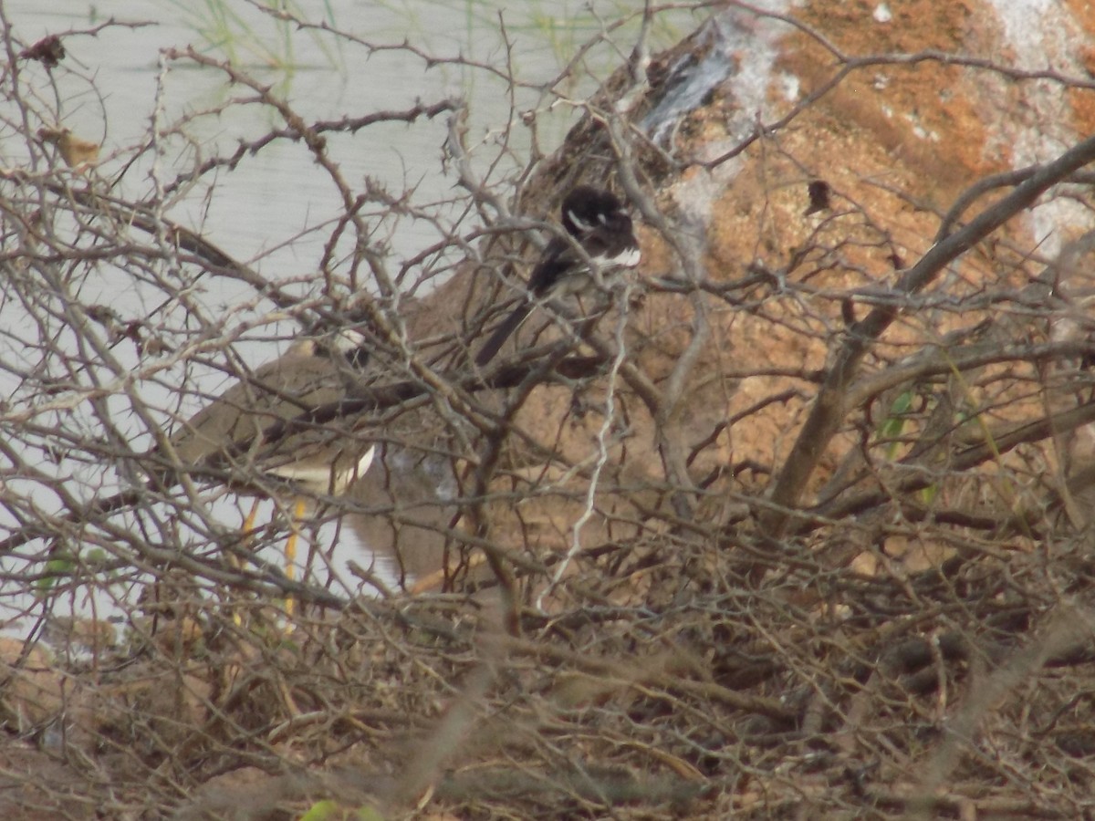 White-browed Wagtail - ML646099644