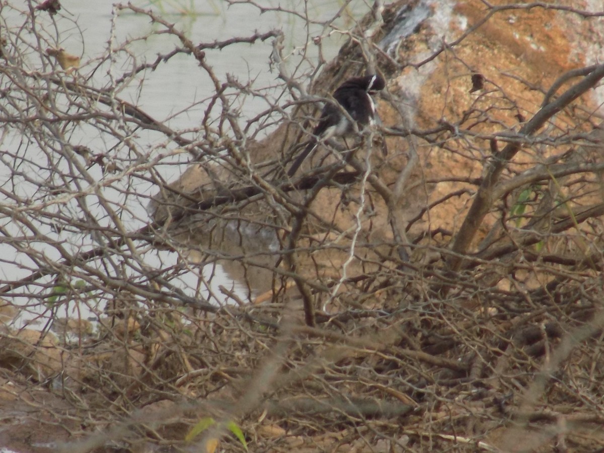 White-browed Wagtail - ML646099645