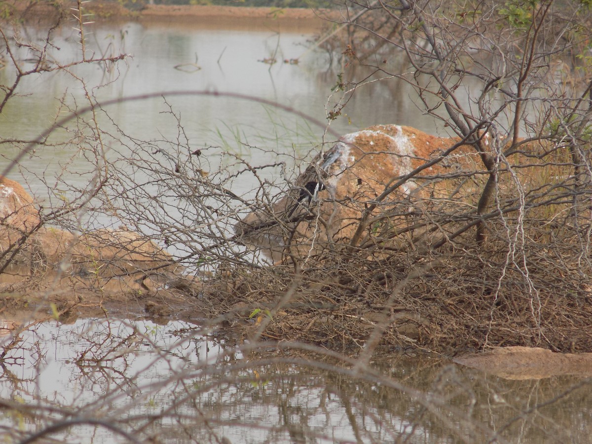 White-browed Wagtail - ML646099647