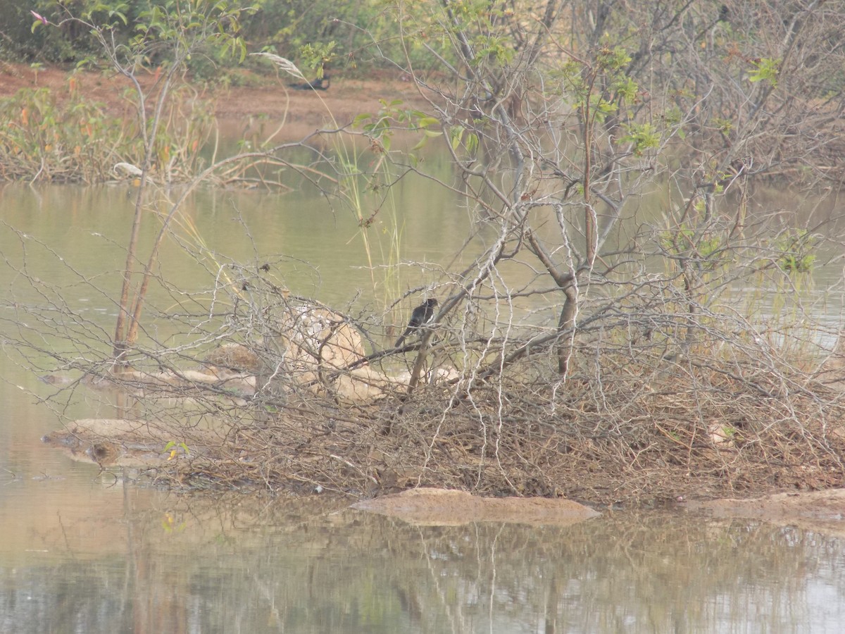 White-browed Wagtail - ML646099648