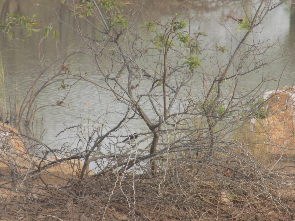 White-browed Wagtail - ML646099650