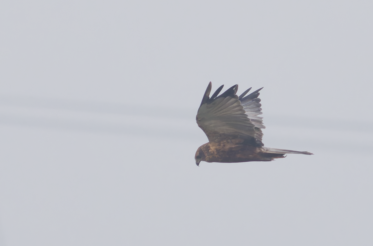 Western Marsh Harrier - ML646099652