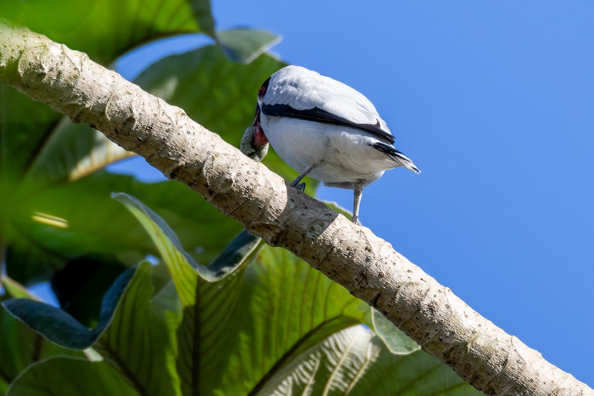 Masked Tityra - ML646099653