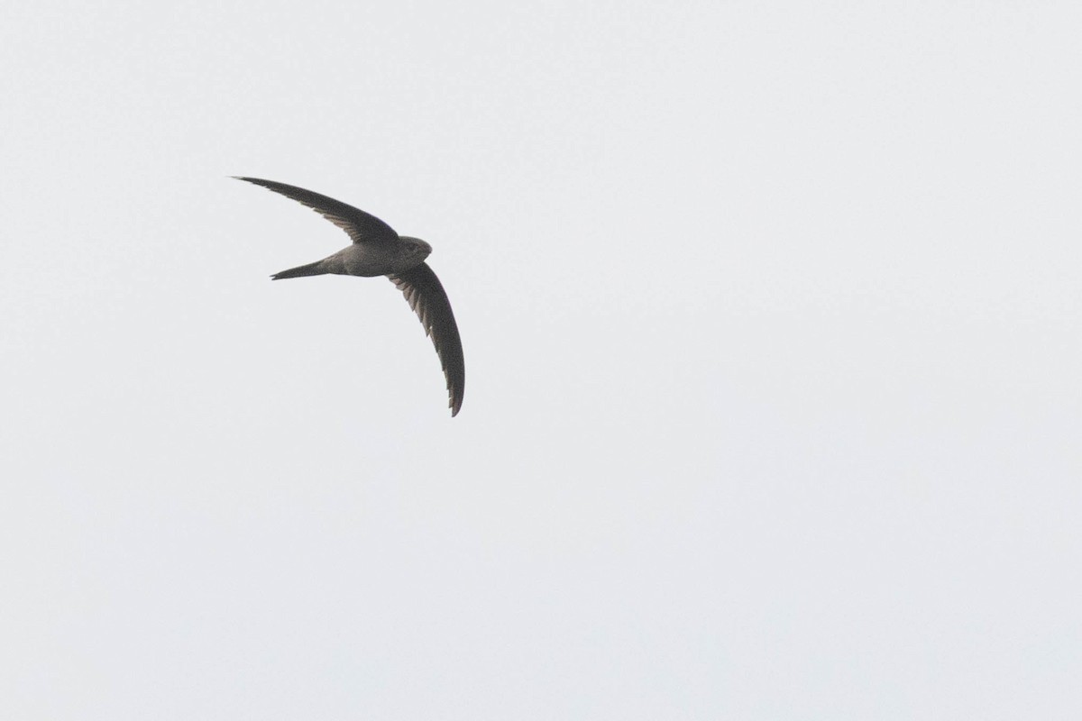 Bengalensegler - ML646099660