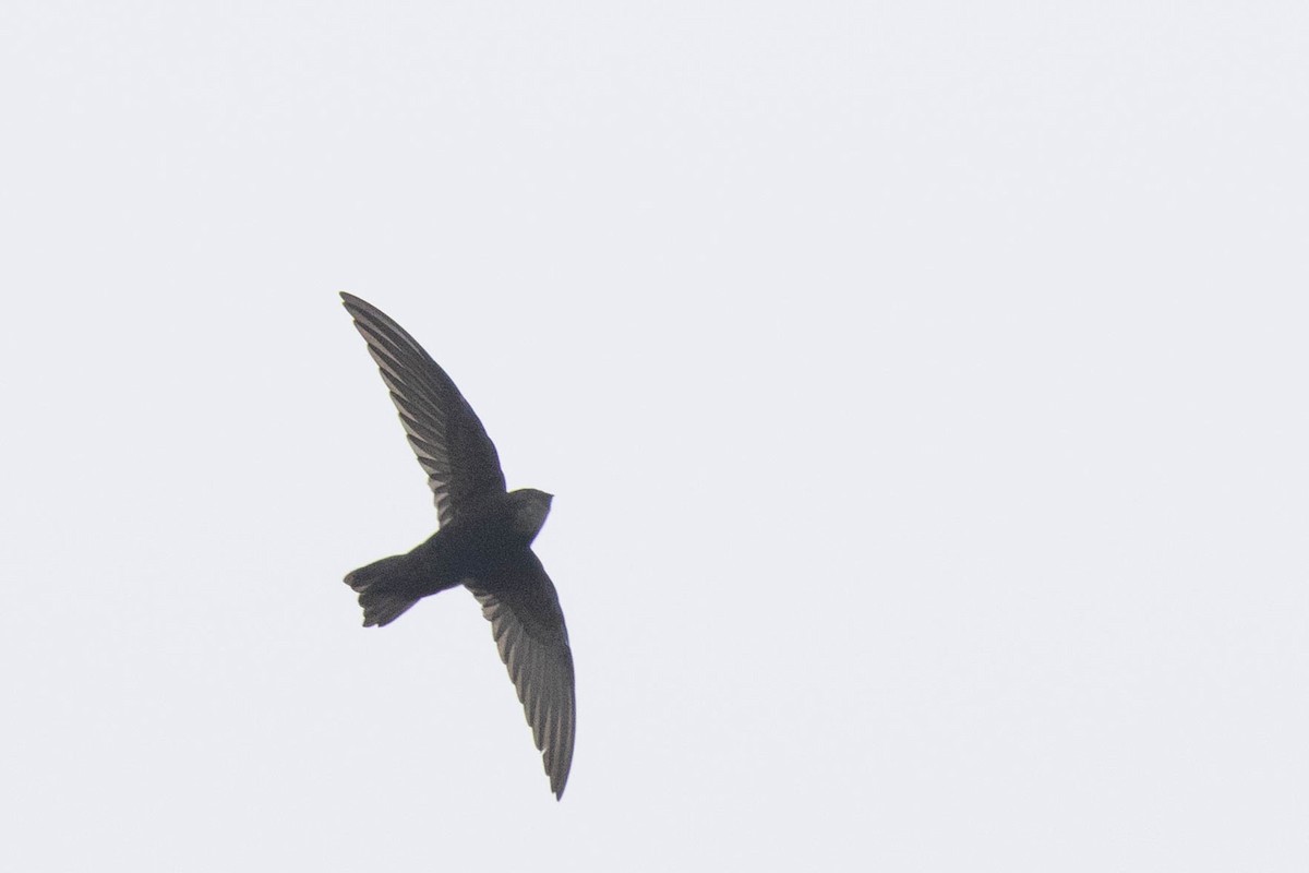 House Swift - ML646099663