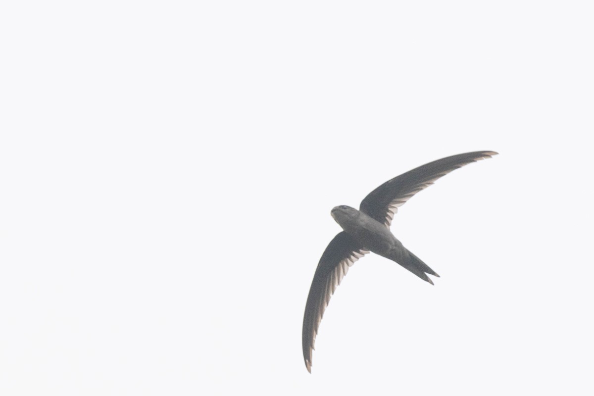 Bengalensegler - ML646099665